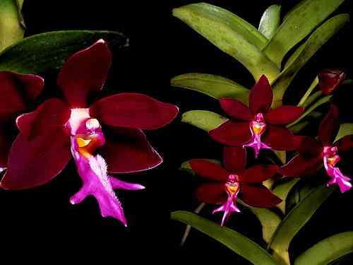 Trichoglottis brachiata